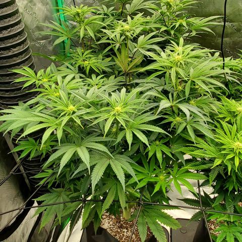 Section A (Solfire) growlog photo: Starting to smell sweeter. Some dirty sock smell too.