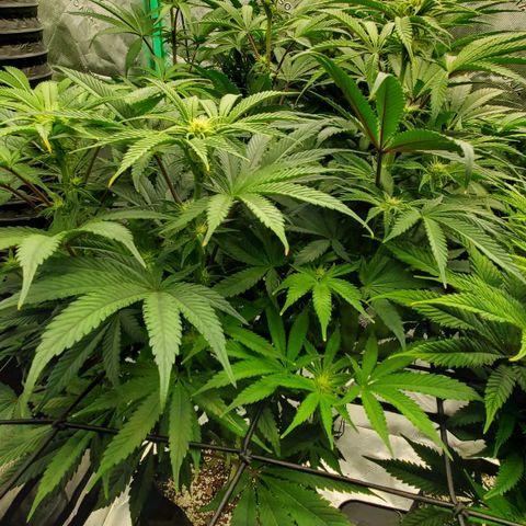Section A (Solfire) growlog photo: Starting to smell sweeter. Some dirty sock smell too.