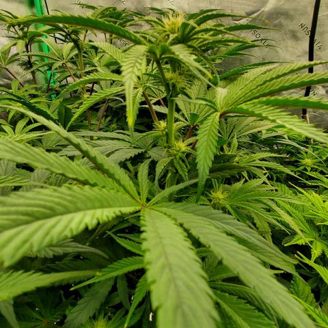 Section A (Solfire) growlog photo: Starting to smell sweeter. Some dirty sock smell too.
