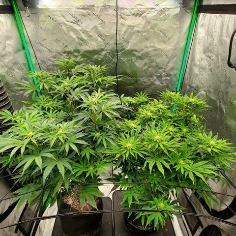 Section A (Solfire) growlog timeline photo