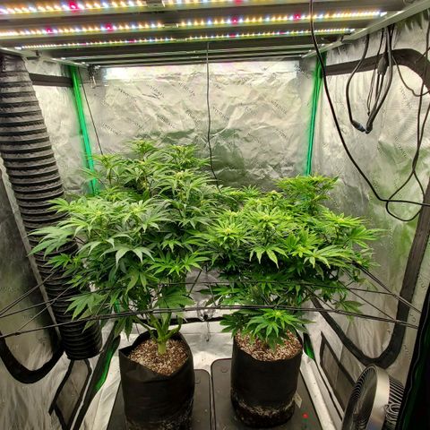 Section A (Solfire) growlog timeline photo