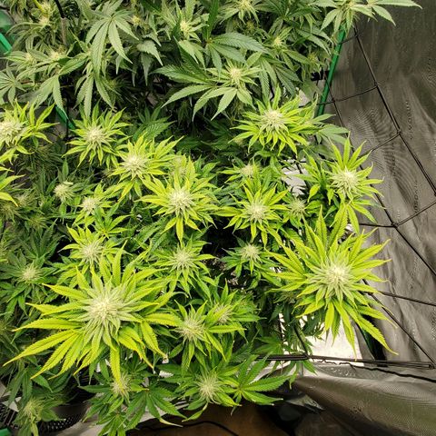 Hella Jelly (HSC) growlog photo: Stacking quickly and dense. Very sweet smell.
