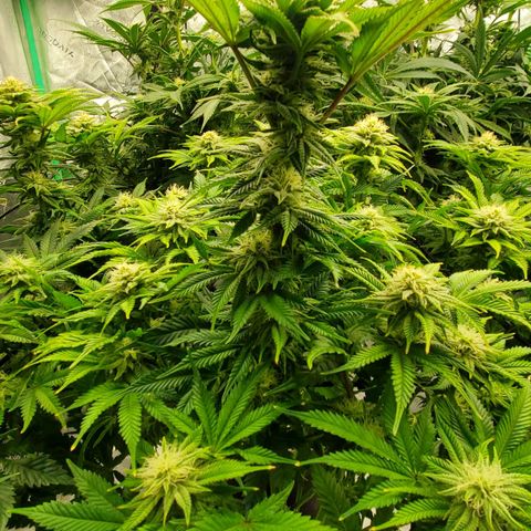Hella Jelly (HSC) growlog photo: Stacking quickly and dense. Very sweet smell.