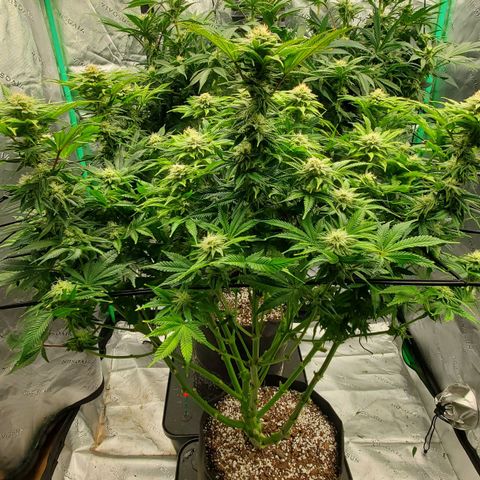 Hella Jelly (HSC) growlog photo: Stacking quickly and dense. Very sweet smell.