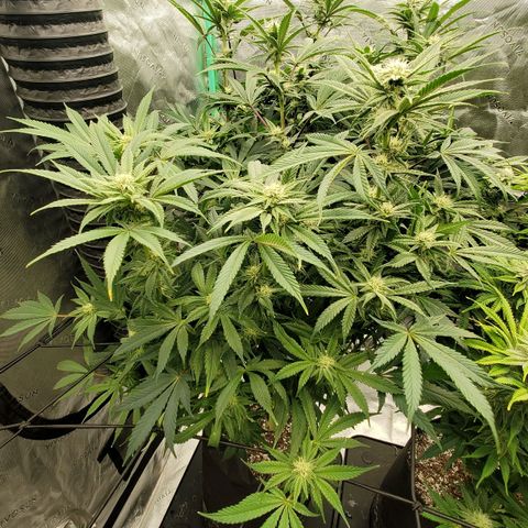 Section A (Solfire) growlog timeline photo