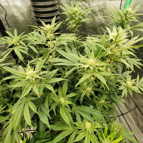 Section A (Solfire) growlog timeline photo