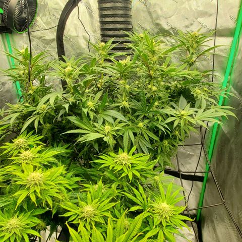 Section A (Solfire) growlog timeline photo