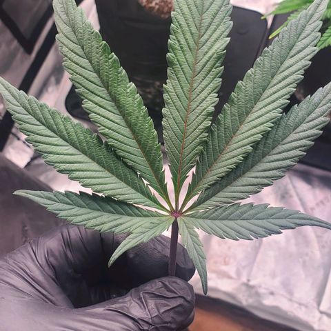 Section A (Solfire) growlog timeline photo