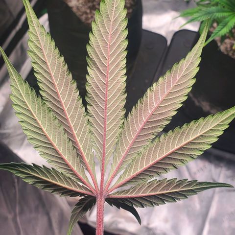 Section A (Solfire) growlog timeline photo