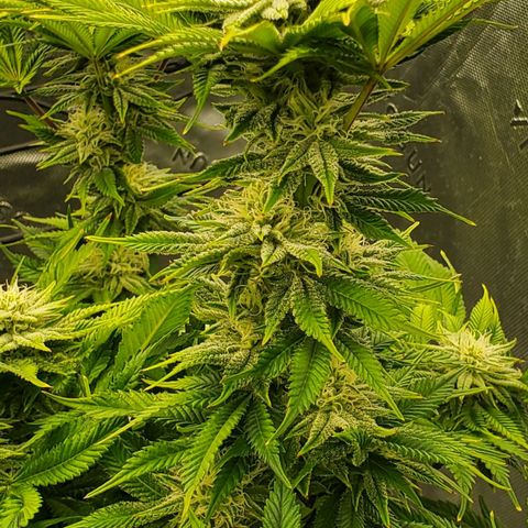 Hella Jelly (HSC) growlog timeline photo