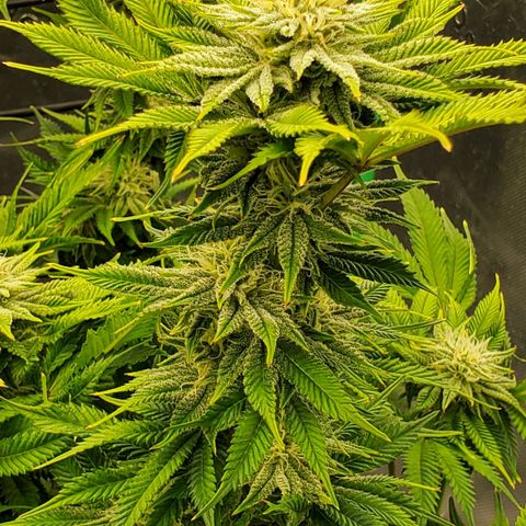 Hella Jelly (HSC) growlog timeline photo