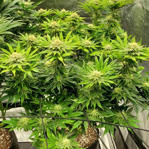 Hella Jelly (HSC) growlog timeline photo