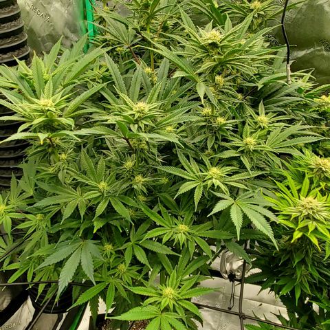 Section A (Solfire) growlog timeline photo