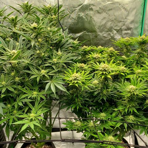 Section A (Solfire) growlog timeline photo