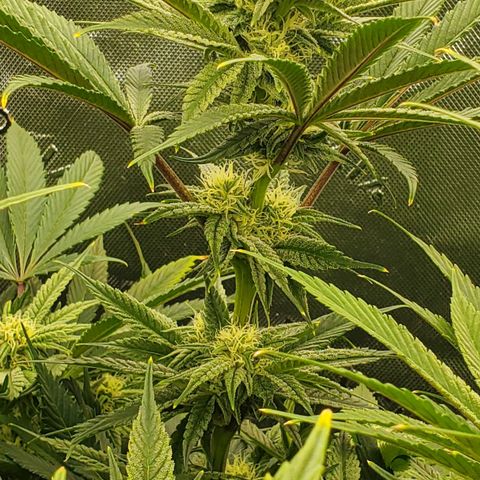 Section A (Solfire) growlog timeline photo