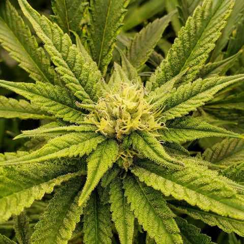 Section A (Solfire) growlog timeline photo