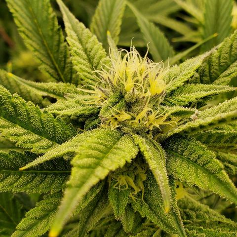 Section A (Solfire) growlog timeline photo