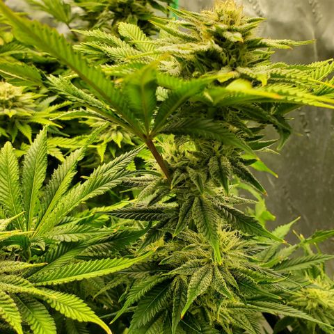 Hella Jelly (HSC) growlog timeline photo