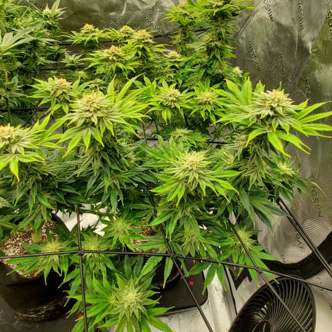 Hella Jelly (HSC) growlog timeline photo