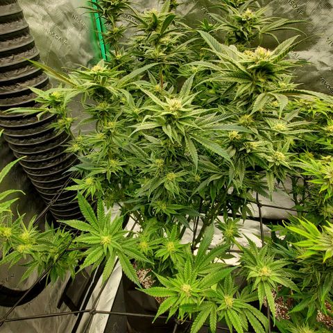 Section A (Solfire) growlog timeline photo