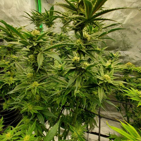 Section A (Solfire) growlog timeline photo