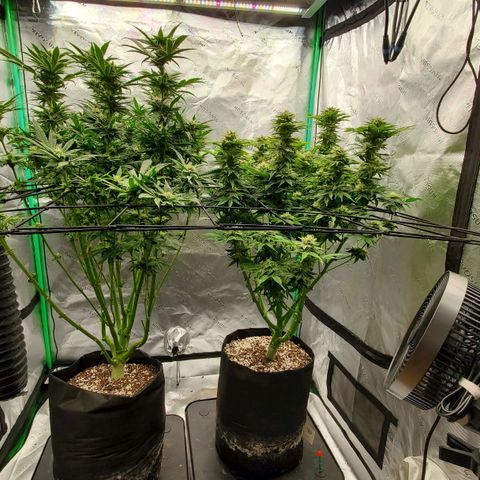 Section A (Solfire) growlog timeline photo