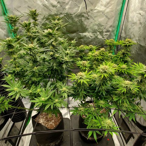 Section A (Solfire) growlog timeline photo