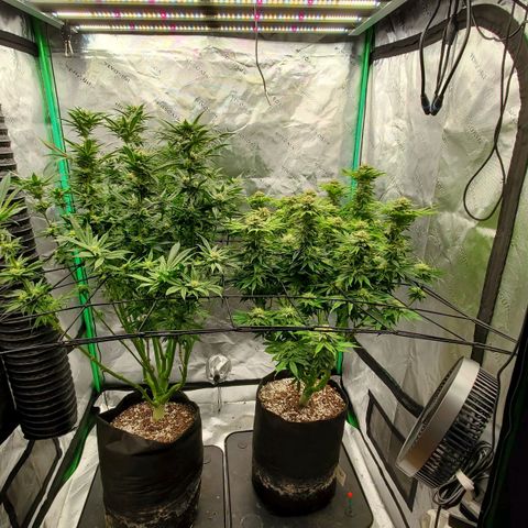Section A (Solfire) growlog timeline photo