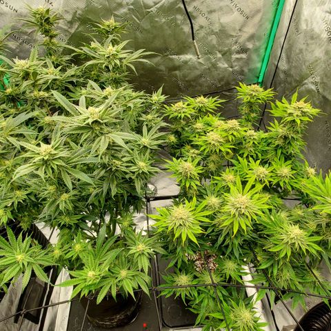 Section A (Solfire) growlog timeline photo