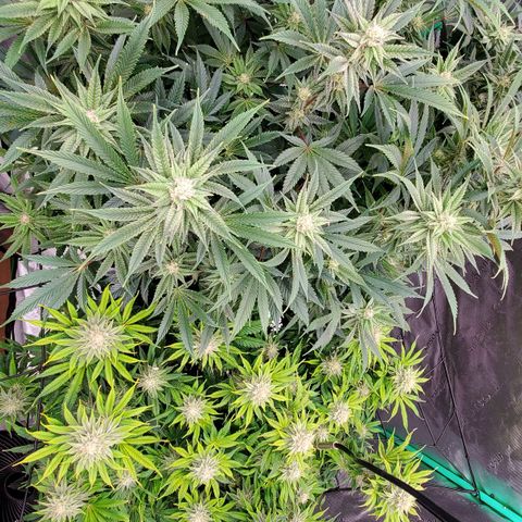 Section A (Solfire) growlog timeline photo