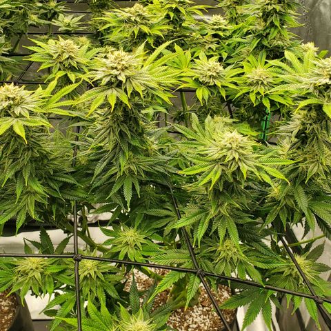 Hella Jelly (HSC) growlog timeline photo