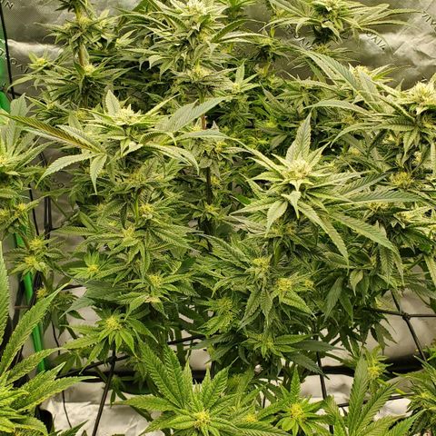 Section A (Solfire) growlog timeline photo