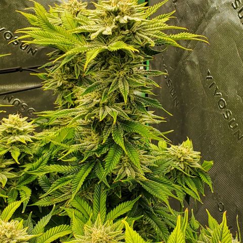 Hella Jelly (HSC) growlog timeline photo