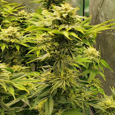 Hella Jelly (HSC) growlog timeline photo