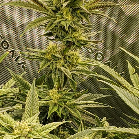 Section A (Solfire) growlog timeline photo