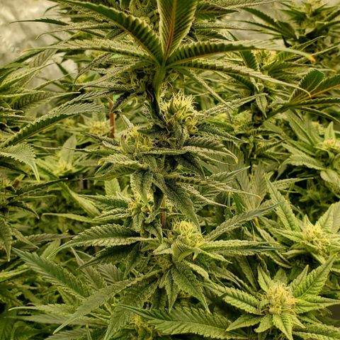 Section A (Solfire) growlog timeline photo