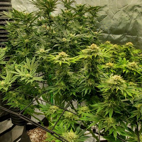 Section A (Solfire) growlog timeline photo