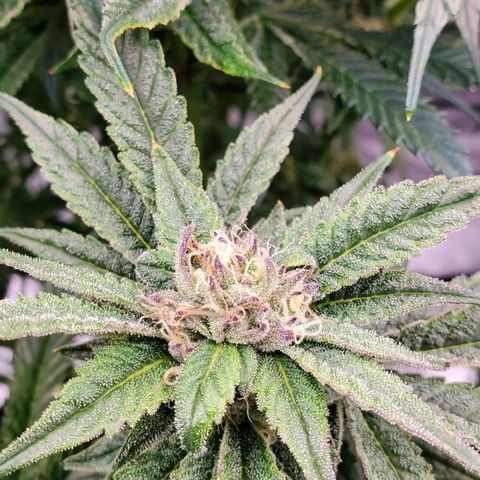 Section A (Solfire) growlog timeline photo