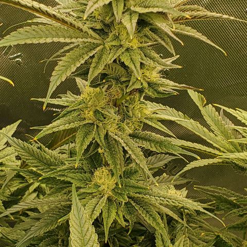 Section A (Solfire) growlog timeline photo