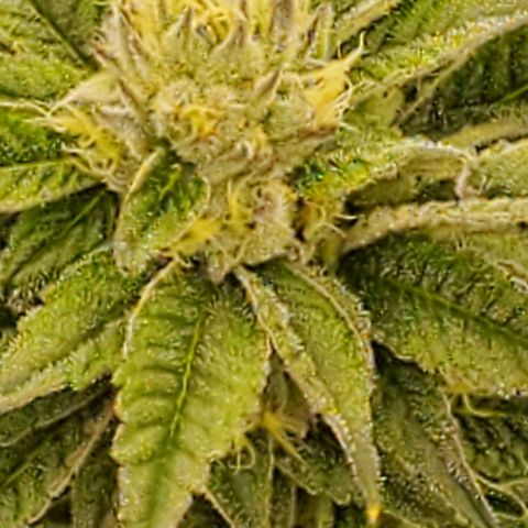 Section A (Solfire) growlog timeline photo