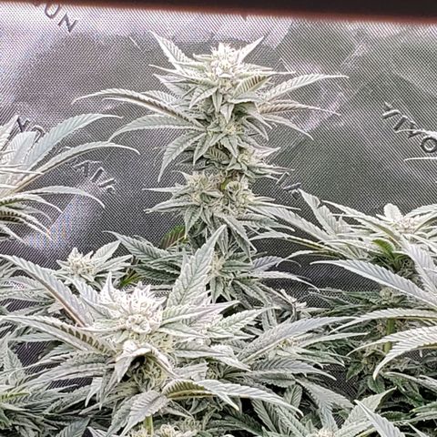 Section A (Solfire) growlog timeline photo