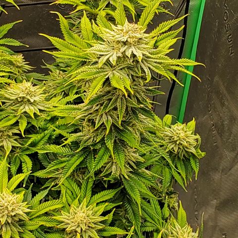 Hella Jelly (HSC) growlog timeline photo