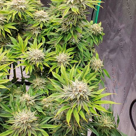 Hella Jelly (HSC) growlog timeline photo