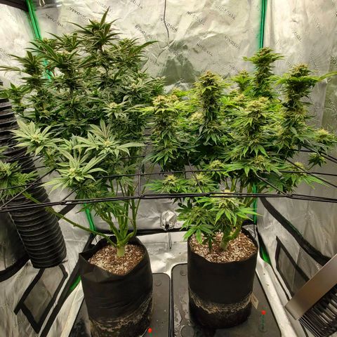 Section A (Solfire) growlog timeline photo