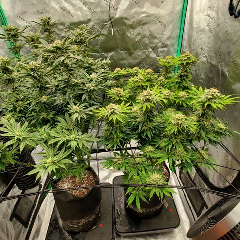 Section A (Solfire) growlog timeline photo