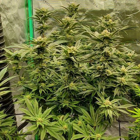 Section A (Solfire) growlog timeline photo