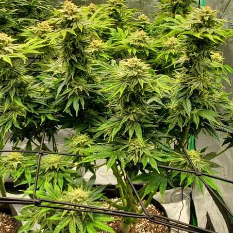 Section A (Solfire) growlog timeline photo