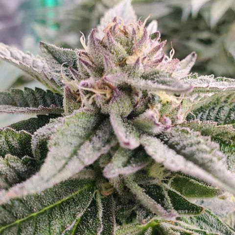 Section A (Solfire) growlog timeline photo