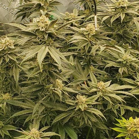 Section A (Solfire) growlog timeline photo