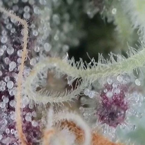 Section A (Solfire) growlog timeline photo